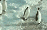 funny gif